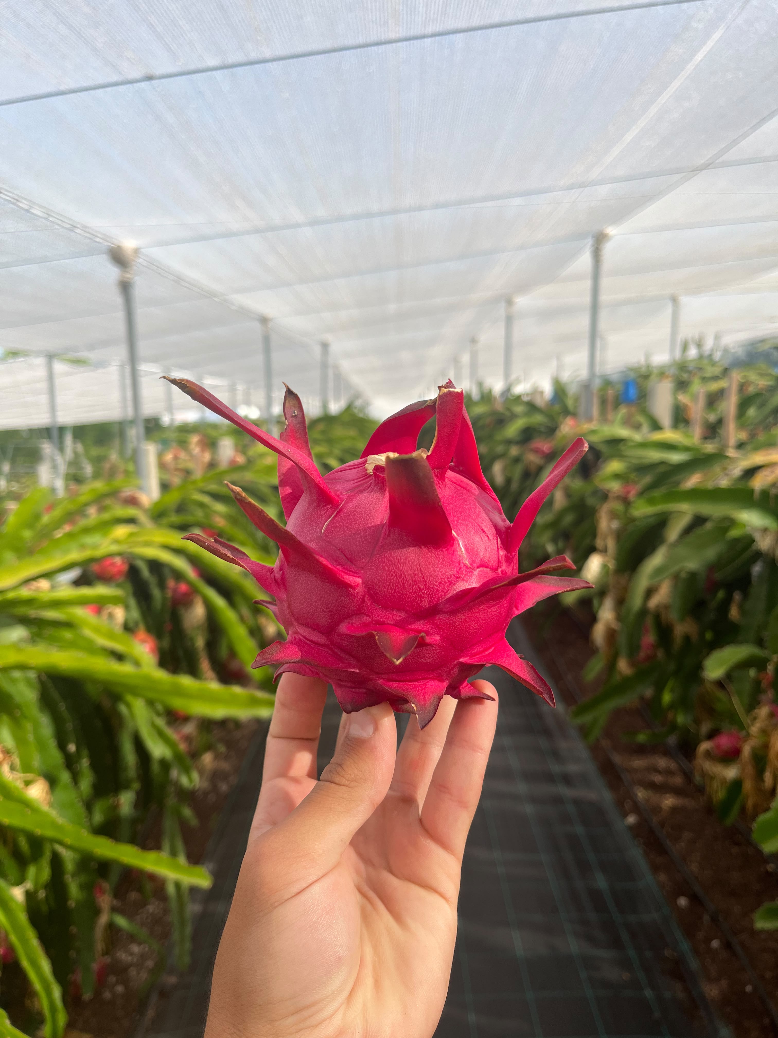 Pitaya Vermelha de Polpa Vermelha Pitayagarve