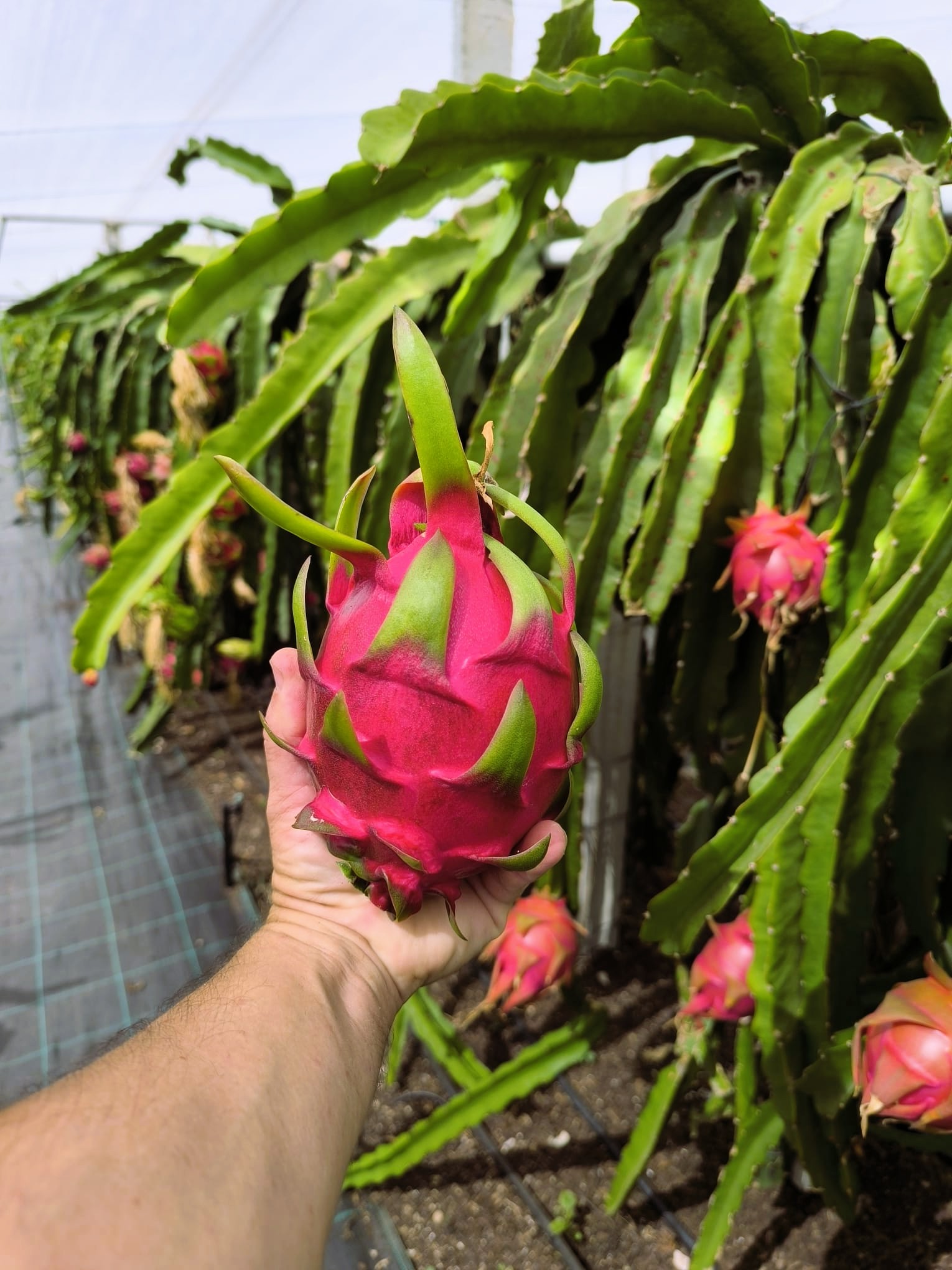Pitaya Vermelha de Polpa Vermelha Pitayagarve
