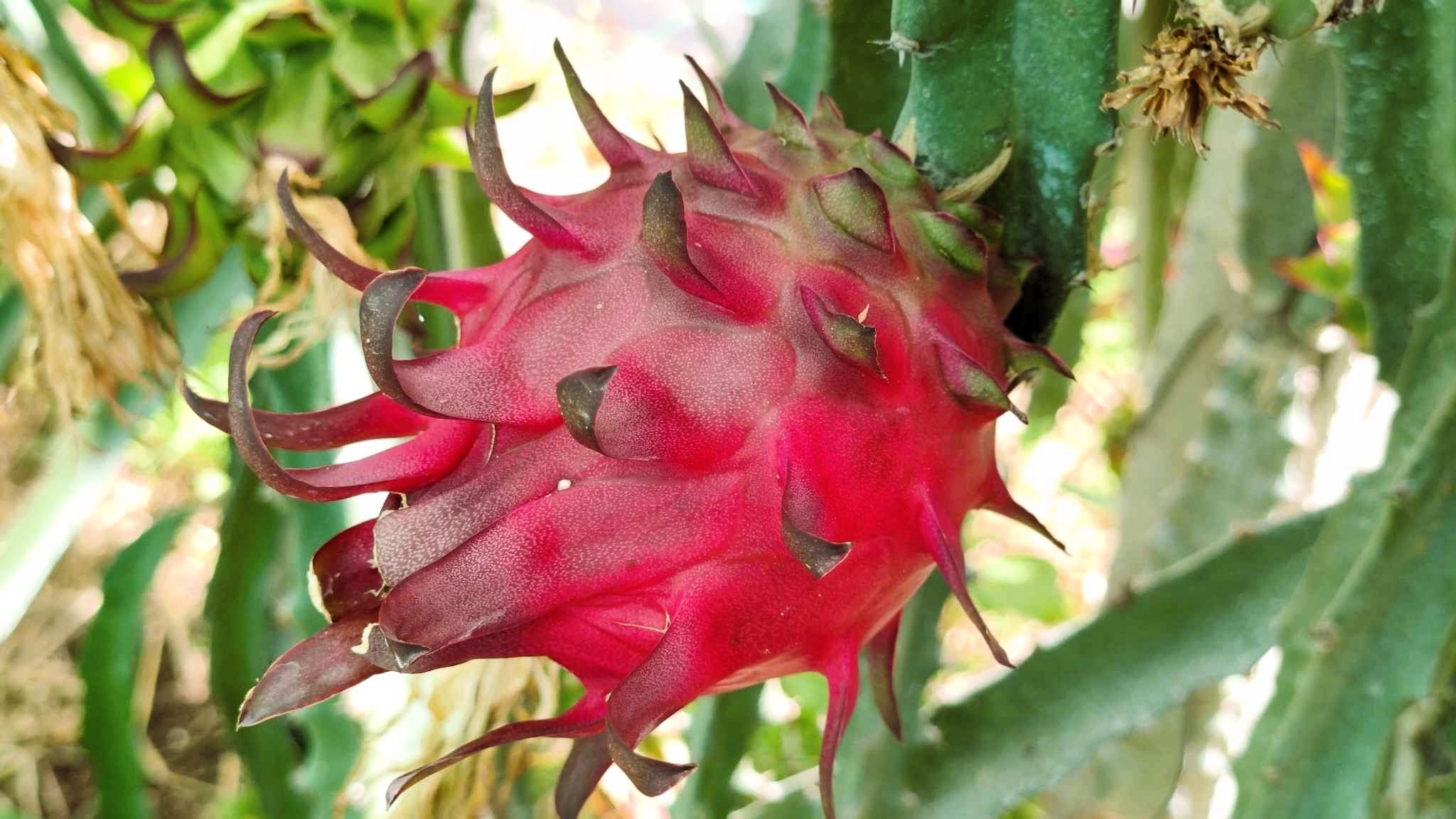 Pitaya Vermelha de Polpa Vermelha Pitayagarve
