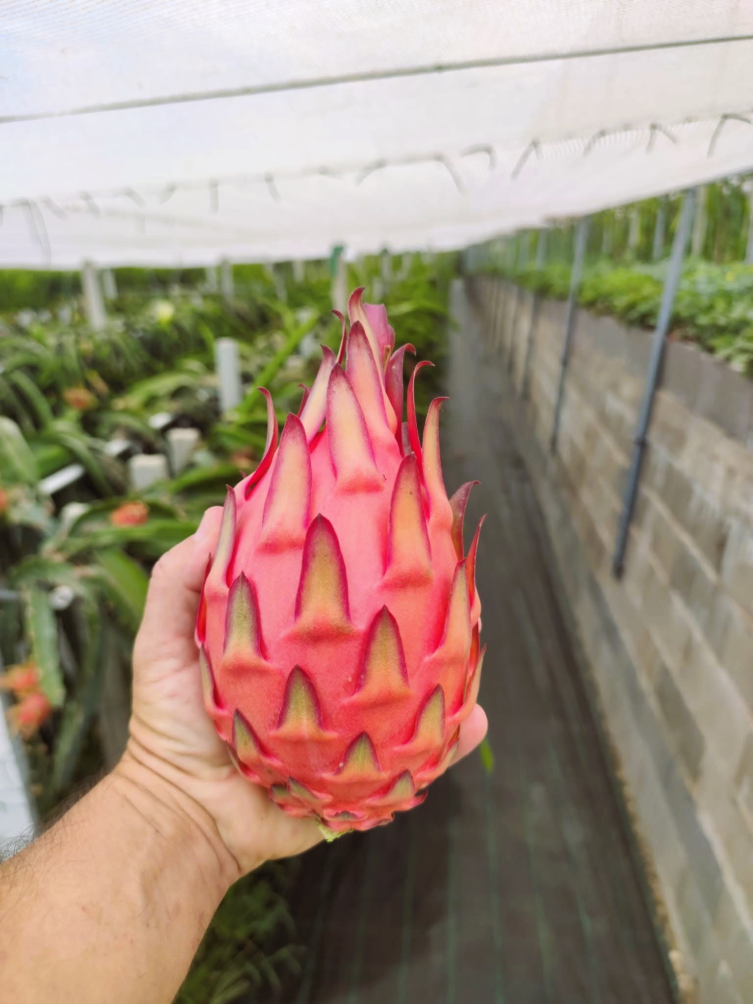 Pitaya Vermelha e Laranja Pitayagarve