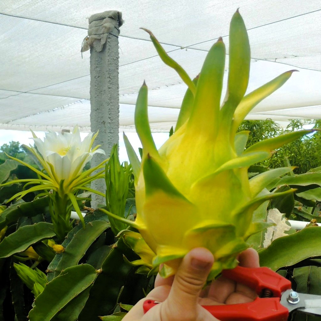 Pitaya Amarela
