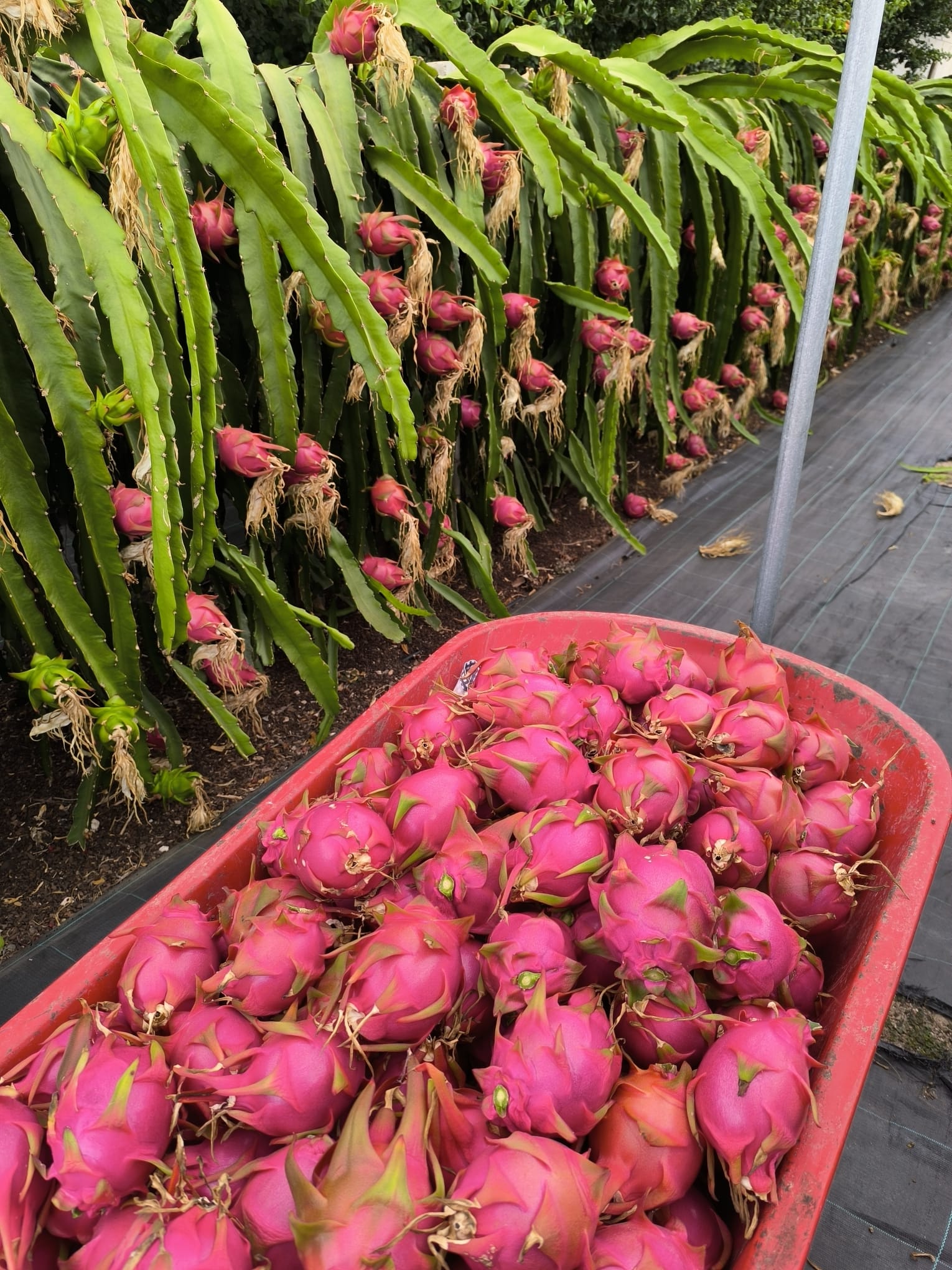 Pitaya