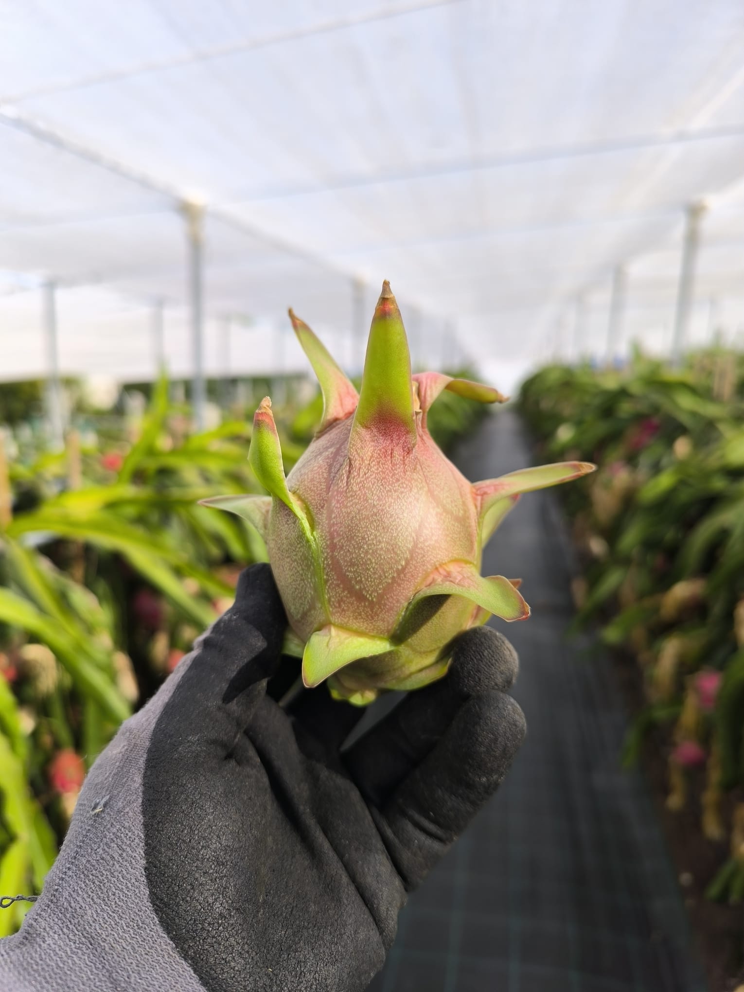 Pitaya