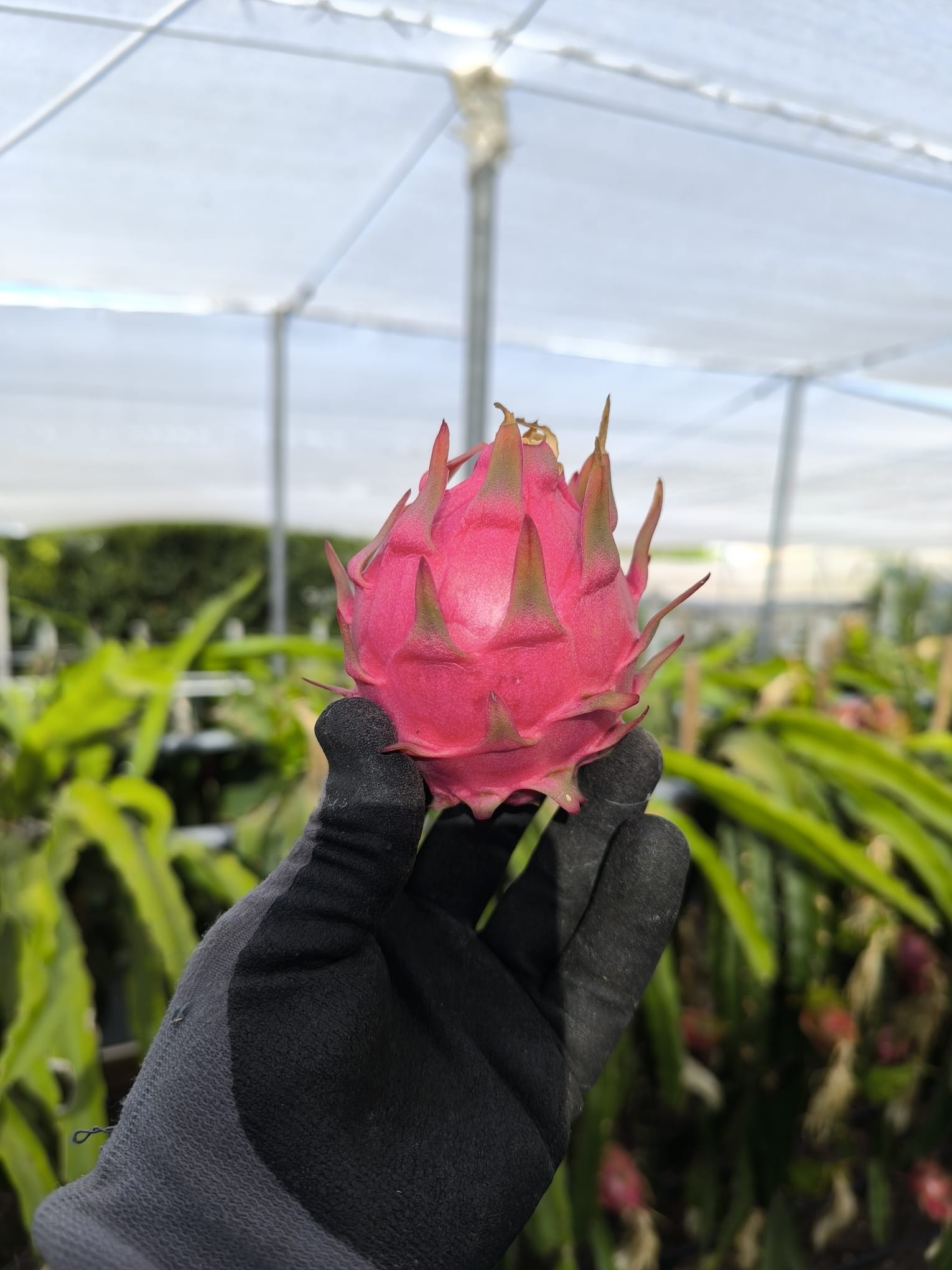 Pitaya