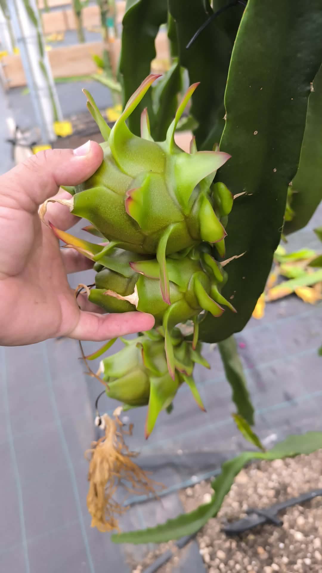 Pitaya