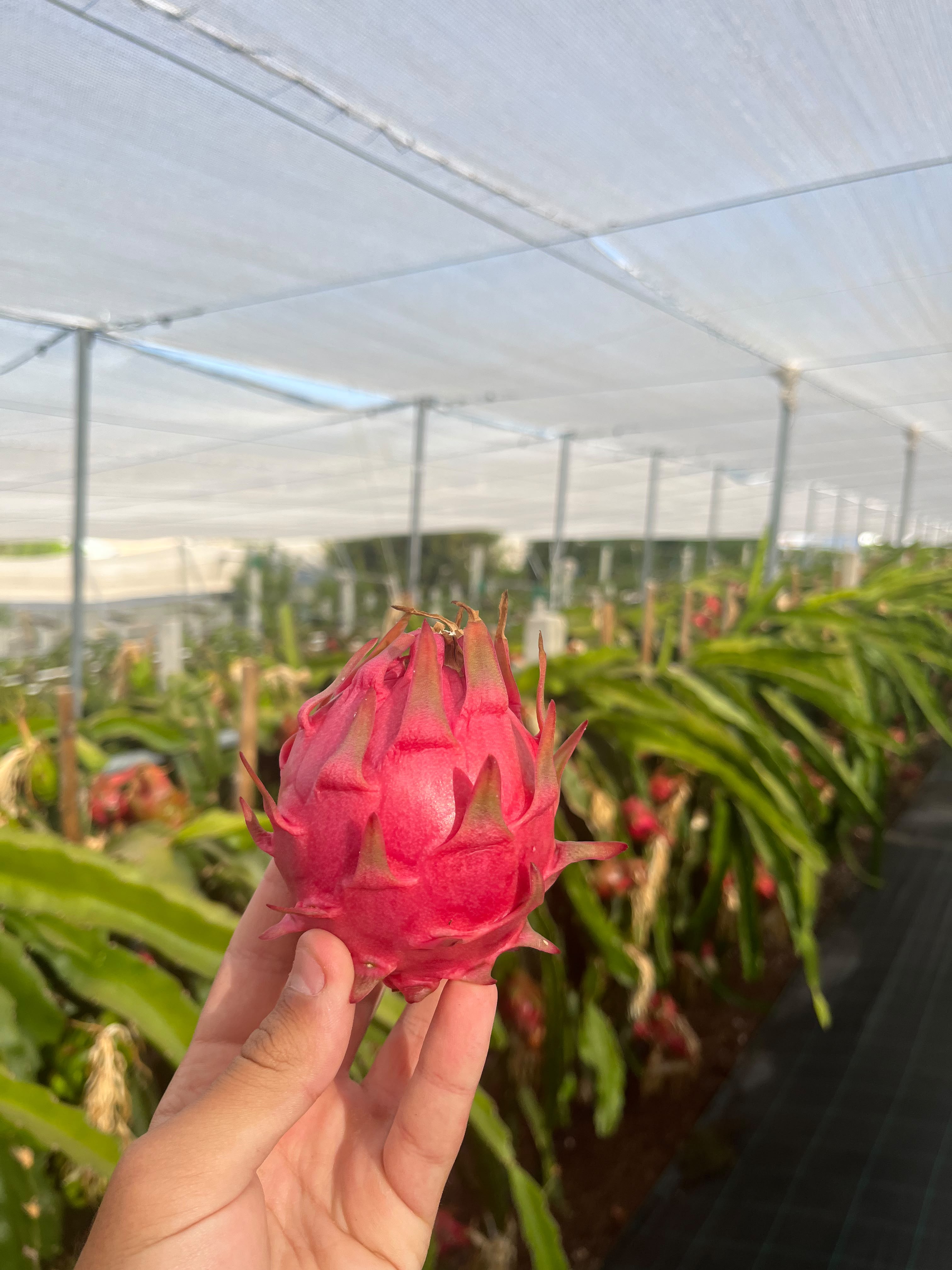 Pitaya