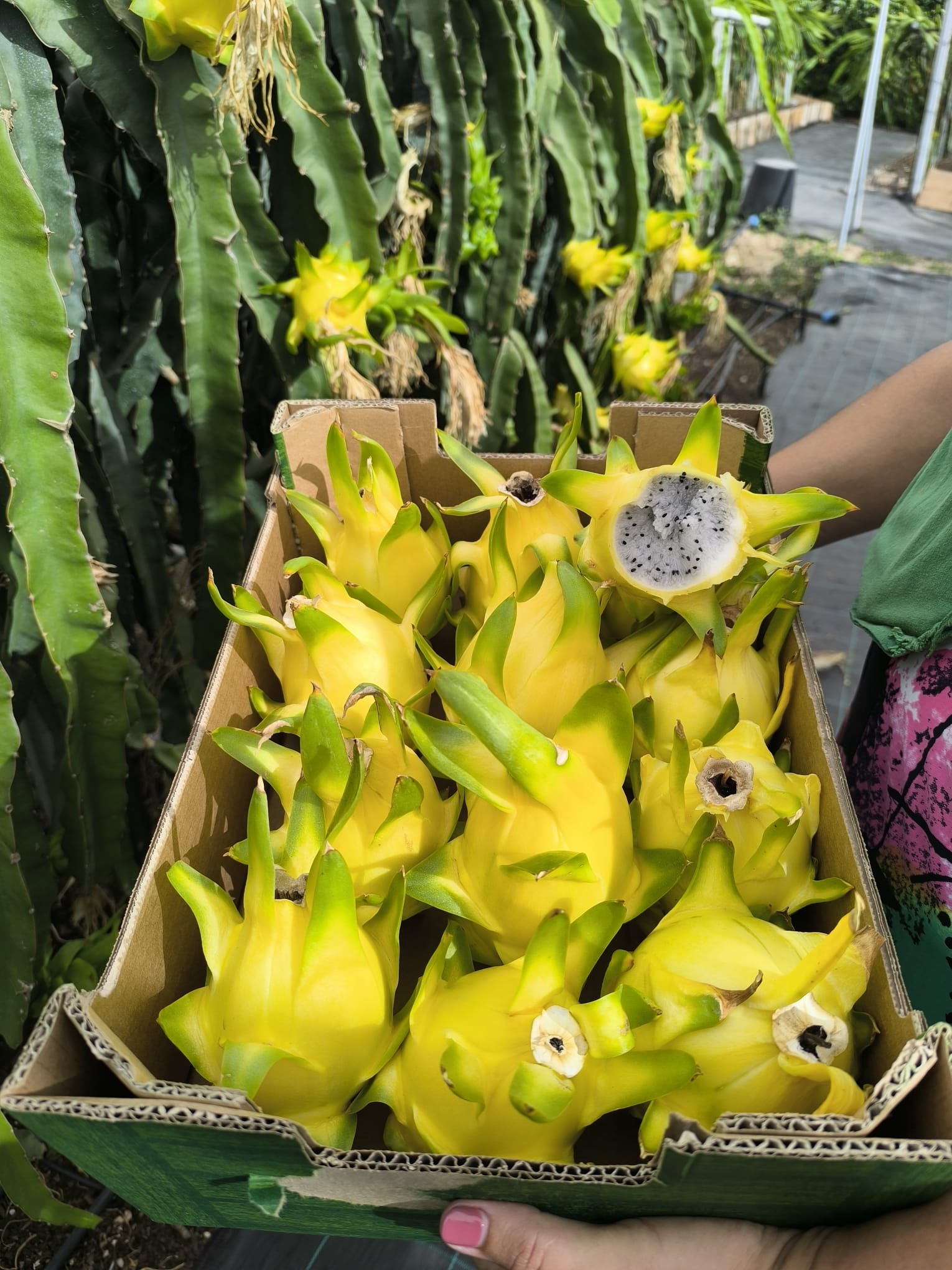 Pitaya