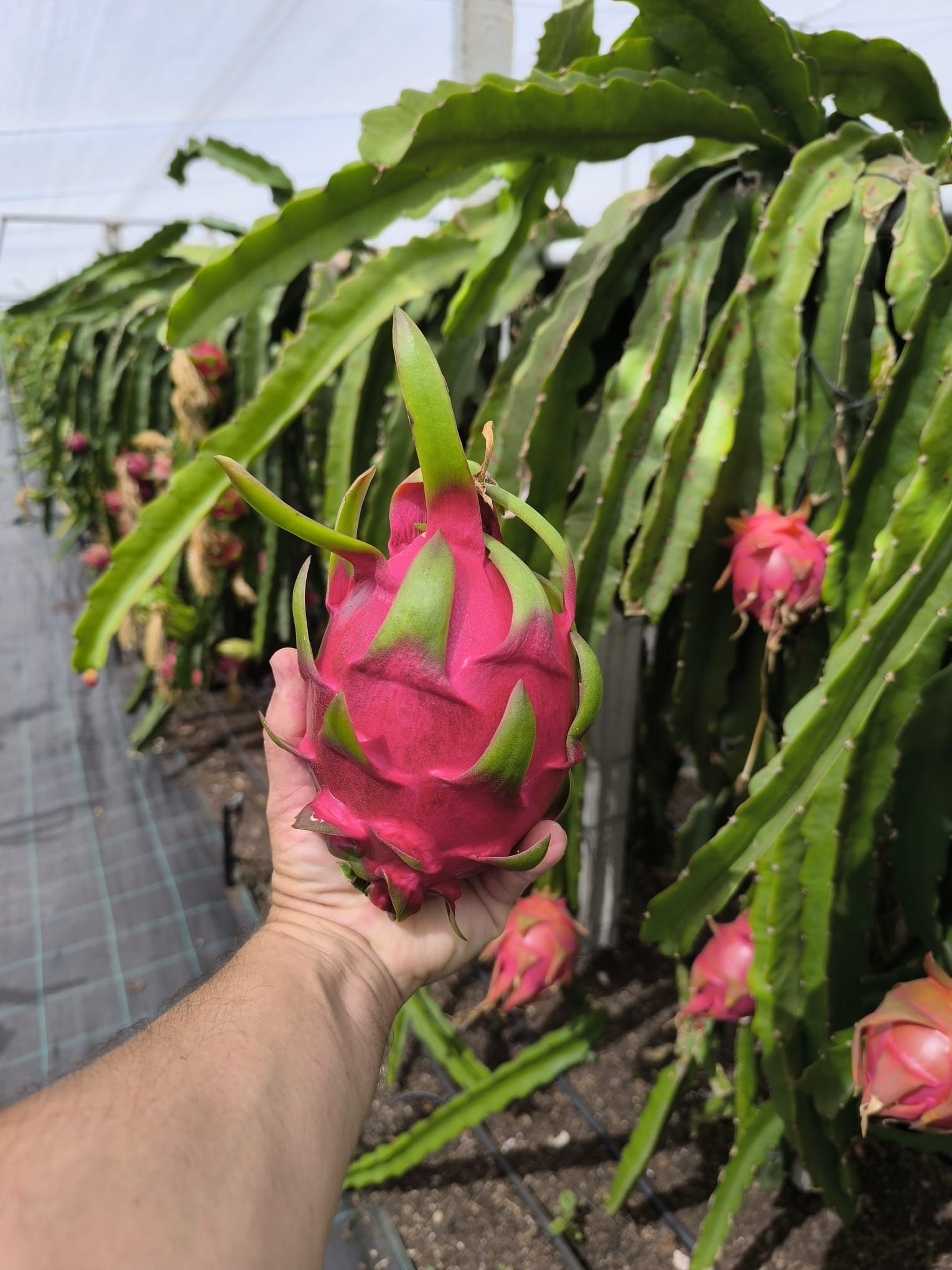 Pitaya