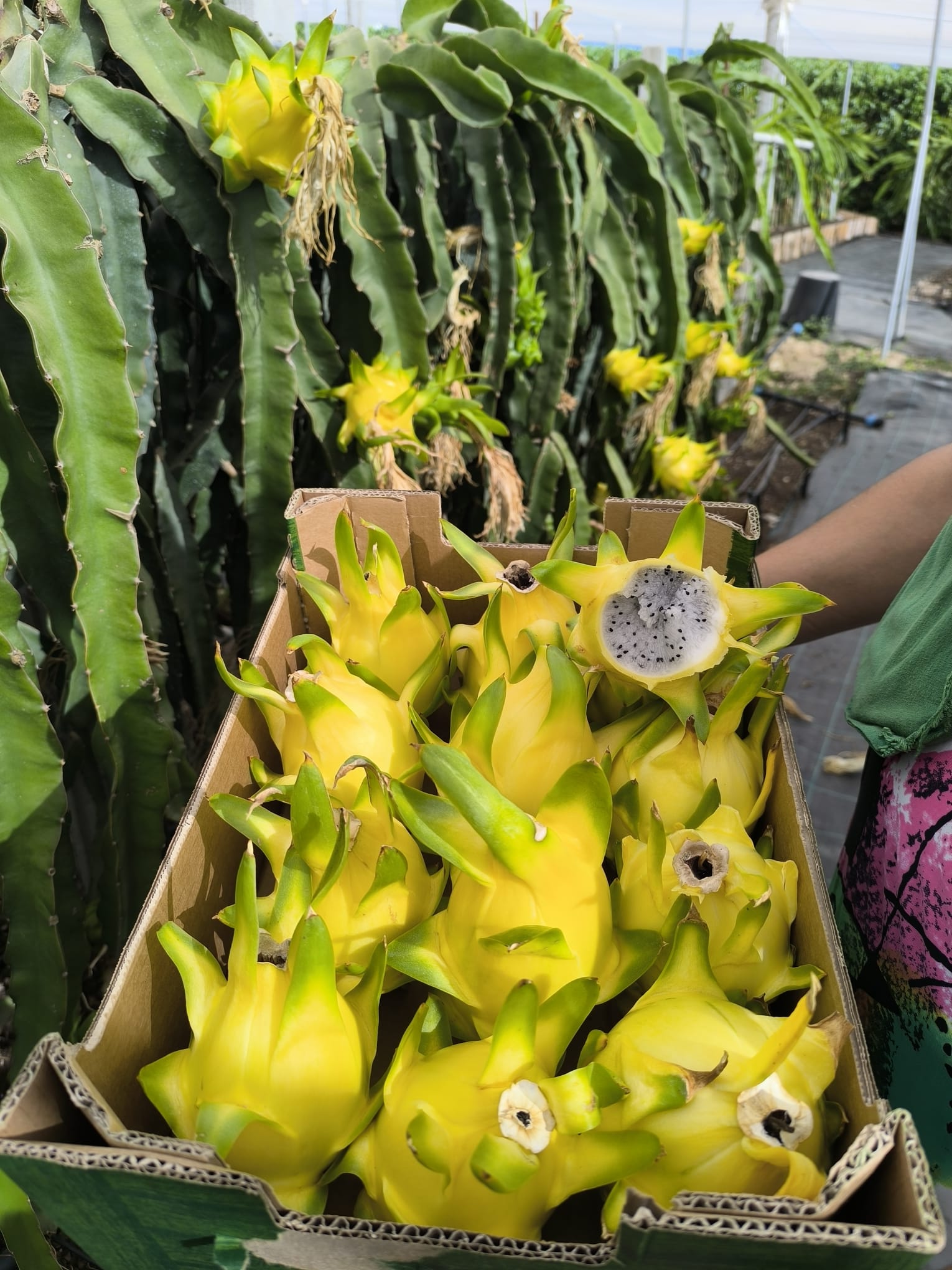 Pitaya