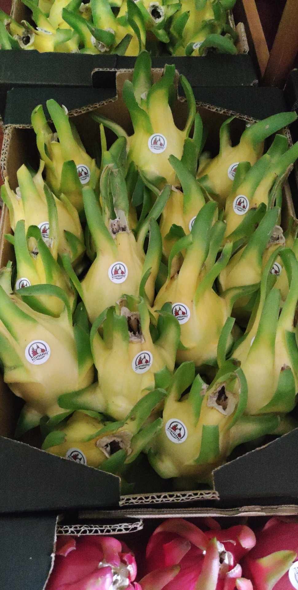 Pitaya