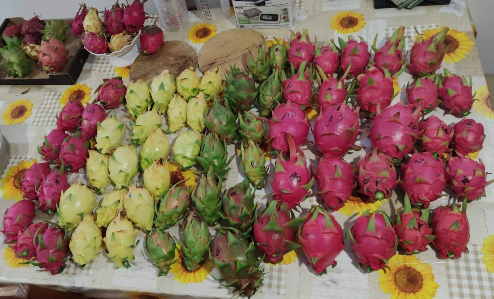Pitaya