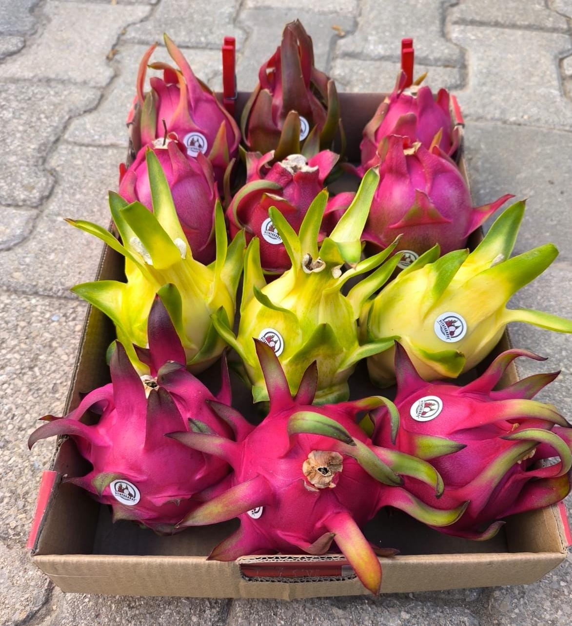 Pitaya
