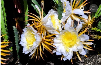 Flor da pitaya antes de virar fruta