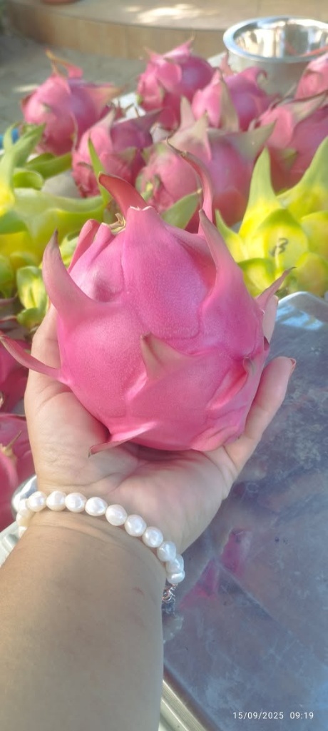 Pitaya rosa estágio final
