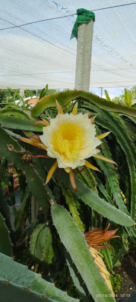 Pitaya em flor no cato durante o cultivo