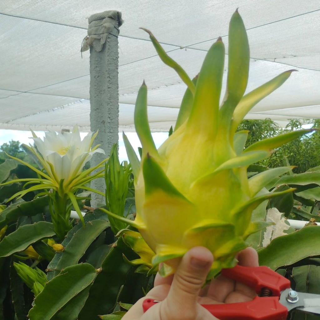 Pitaya de casca amarela