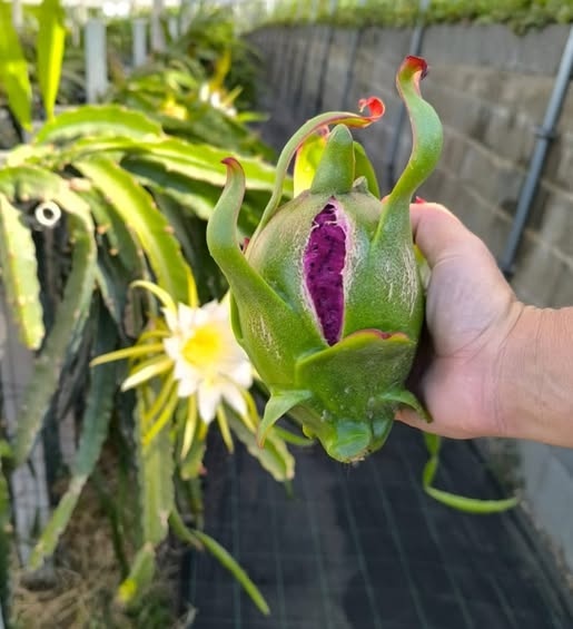 Pitaya de casca verde e polpa roxa